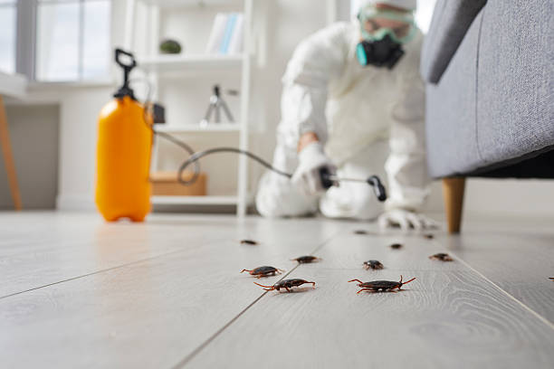 Commercial Kitchen Cockroach Control in Willow Park